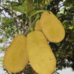 রাজেন্দ্রপুরের কাঁঠাল