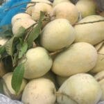 আশ্বিনা আম