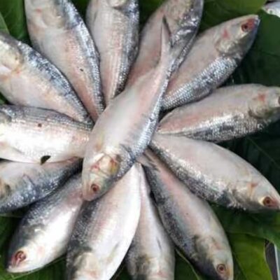 রূপালি ইলিশ
