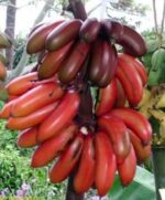 ললিয়া কলা - Image 3