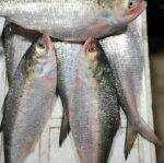 রূপালি ইলিশ - Image 2