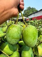 ক্ষীরশাপাত আম - Image 2