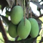 ক্ষীরশাপাত আম