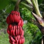 ললিয়া কলা