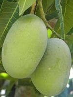 Gopalbhog Mango-10 KG - Image 3