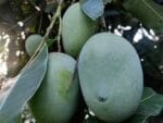 Gopalbhog Mango-10 KG - Image 4