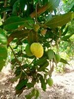 Haribhanga Mango-10 KG - Image 2