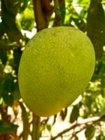 Haribhanga Mango-10 KG - Image 3