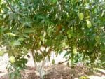 Haribhanga Mango-10 KG - Image 4