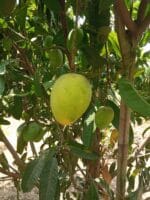 Haribhanga Mango-10 KG
