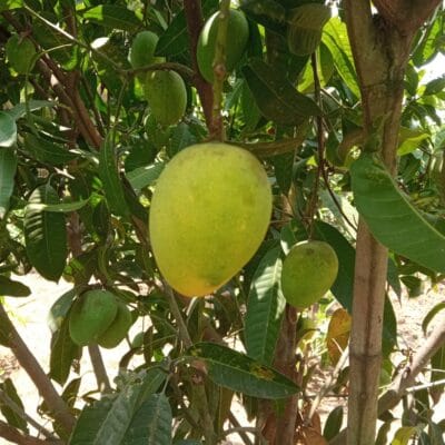 Haribhanga Mango-10 KG