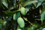Amrapali Mango-10 KG