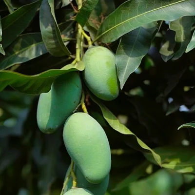 Amrapali Mango-10 KG