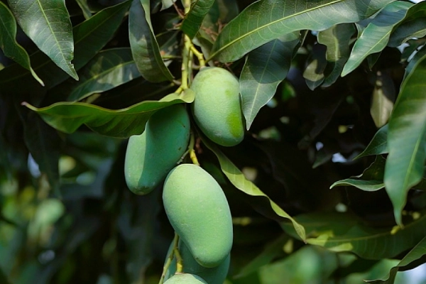 Amrapali-Mango-Amropali-Mango-আম্রপালি-আম-আমরুপালি-আম Amrapali Mango-10 KG - Image 1