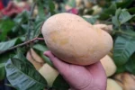 Fazli Mango-10 KG - Image 3