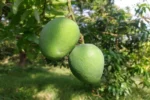 Khirsapat Mango-10 KG - Image 2