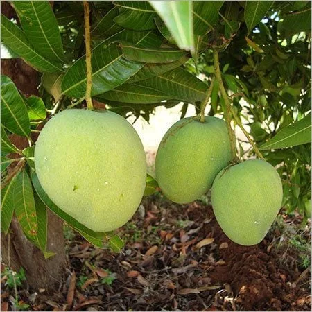 teOtB7SC.jpeg Himsagar Mango-10 KG - Image 1